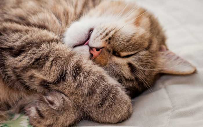 Кошка дергается во сне