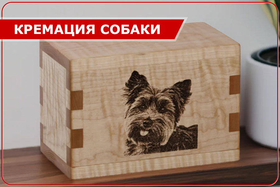 Кремация собаки в Москве